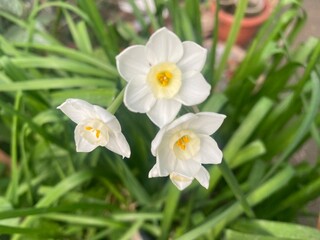 flowers,plants,nature,white,mix color,color