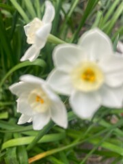 flowers,plants,nature,white,mix color,color