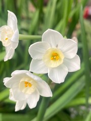 flowers,plants,nature,white,mix color,color