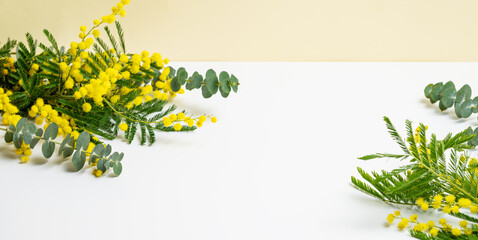 Flat lay of  yellow mimosa or acacia and eucaluptus branches on white background with sunlight.