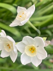 flowers,plants,nature,white,mix color,color