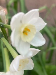 flowers,plants,nature,white,mix color,color