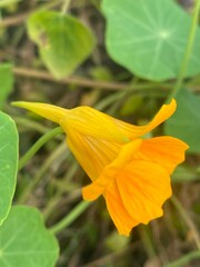 flowers,plants,nature,white,mix color,color