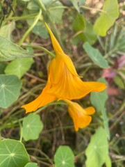 flowers,plants,nature,white,mix color,color