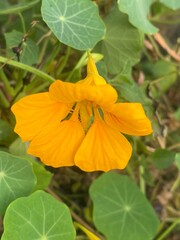 flowers,plants,nature,white,mix color,color