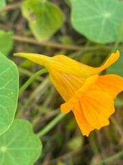 flowers,plants,nature,white,mix color,color