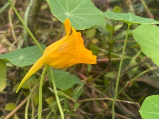 flowers,plants,nature,white,mix color,color
