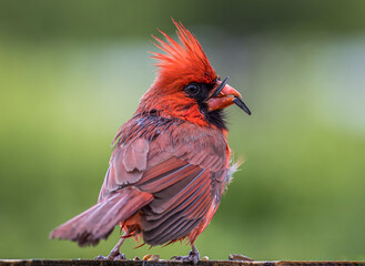 Terry Nunn Nature Wildlife Landscape Photography
