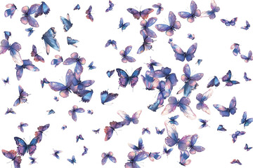 flying birds in the sky