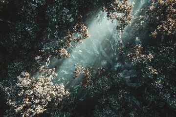 Obraz premium Sunlight filtering through forest trees