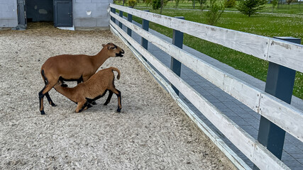 A barnyard scene featuring a mother sheep nursing her lamb beside a wooden fence. The animals are...