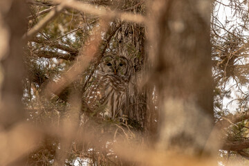 Barred Owl hiding while perched in an evergreen tree