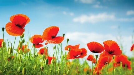 Obraz premium flowers red poppies