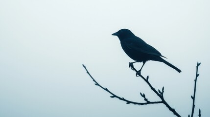 Fototapeta premium Mindfulness and meditation method Mindfulness and meditation method, Bird perched on a tree branch during early morning mist, mindfulness, serenity in nature,