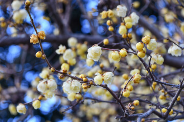 ソシンロウバイ（ロウバイ）