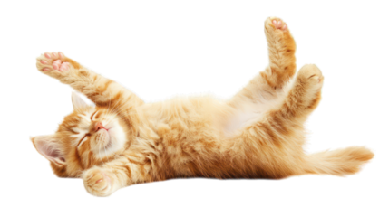 playful red persian cat isolated on white background