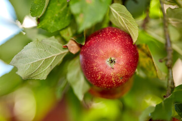 Apple, tree and orchard with closeup, growth and sustainability for food production in countryside. Organic fruit, leaves and eco friendly agriculture in sunshine with supply for export in France