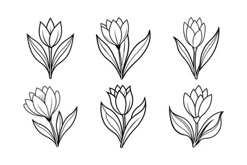 Crocus (Crocus spp.) line art vector illustration