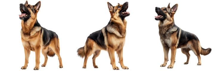 Three German Shepherds display different poses and expressions, showcasing their strong physique and alert demeanor.