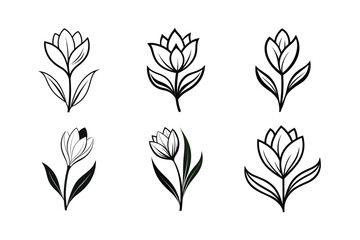 Crocus (Crocus spp.) line art vector illustration