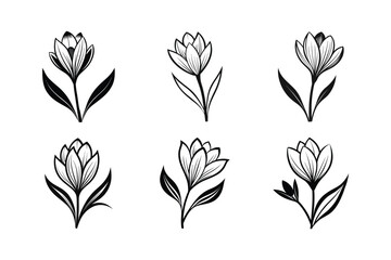 Crocus (Crocus spp.) line art vector illustration