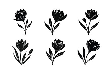 Crocus (Crocus spp.) silhouette vector illustration