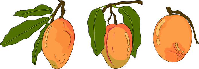 Hand drawn colored mango. Tropical fruit vector illustration. Botanical vintage objects	
