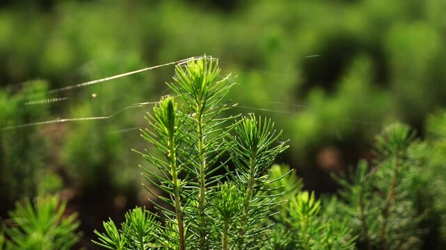 Seedling Of A Spruce