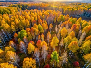 High-resolution drone photo of autumn birch forest canopy, showcasing detailed bark texture.