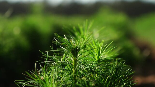 Seedling Of A Spruce