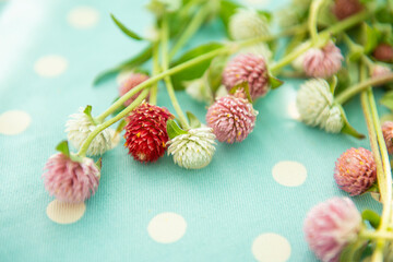 delicate flowers on a bright colorful fabric blue background with polka dots. very soft selective focus. light easter spring background
