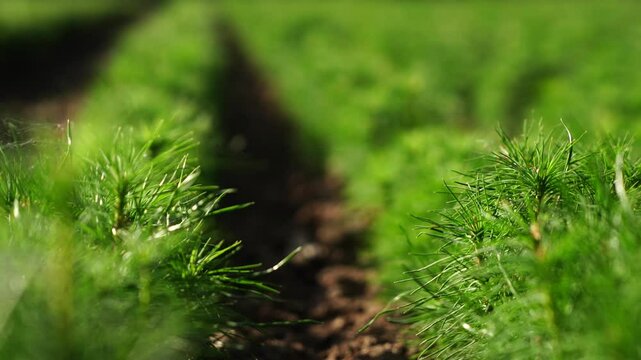 Seedling Of A Spruce