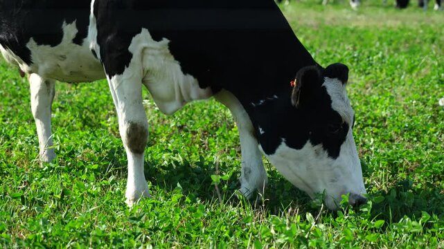 Holstein cow in a meadow