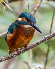 High resolution male Kingfisher. 8