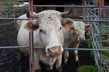 A white Charolais cow stands protectively beside her calf in a lush green pasture, showcasing the...