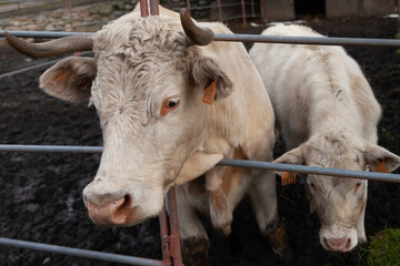a Charolais cow nurturing her calf, highlighting themes of motherhood, farm life, and animal care.