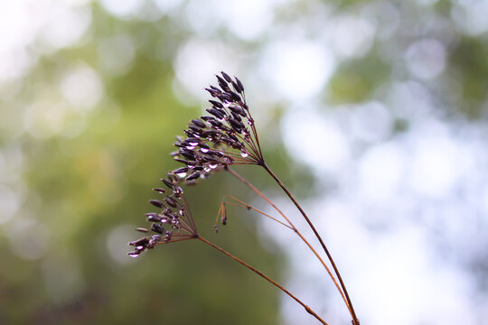 Caraway or Carum carvi plant and seeds. Ripe cumin herbs.