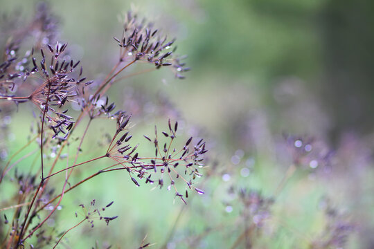 Caraway or Carum carvi plant and seeds. Ripe cumin herbs.