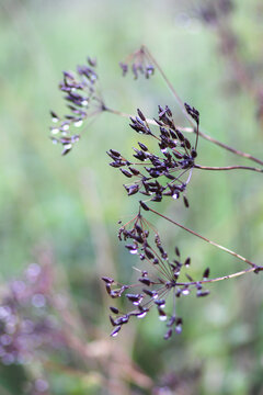 Caraway or Carum carvi plant and seeds. Ripe cumin herbs.