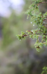 Close-up of juniper tree. Medicinal evergreen plant.