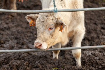  a Charolais calf with an ear tag, emphasizing the importance of animal identification in rural settings. © DanielHernandezBlanc