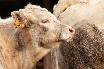 Cute Charolais Calf in Farm Setting
