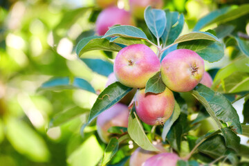 Crops, growth and organic apples on tree outdoor in orchard for farming or sustainability. Agriculture, harvest and season with fruit growing in countryside for eco friendly or net zero agribusiness