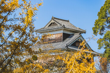 Fototapeta premium Kumamoto castle with yellow leaves in autumn season.