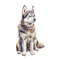 Husky dog sitting. Hand drawn watercolor illustration isolated on white. For postcards, ski resort invitations, sleigh rides, winter banners and posters.