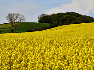 Vibrant Rapeseed Field in Full Bloom under a Clear Blue Sky in Denmark