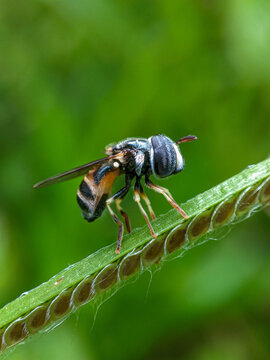 Macro photo, close up photo, Little bee on green grass