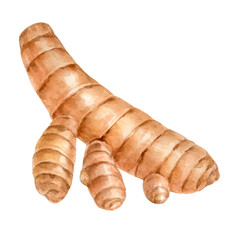 Turmeric root. Watercolor illustration hand drawn and isolated from background. For food design, packaging, menus, recipes. Curcuma spice