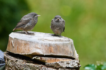 Junge Hausrotschwänze erkunden ihre Umgebung	