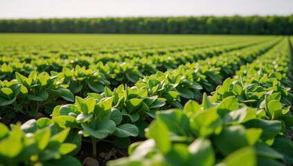 Precise agriculture technologies for smart farming focusing on seed and plant monitoring in agriculture